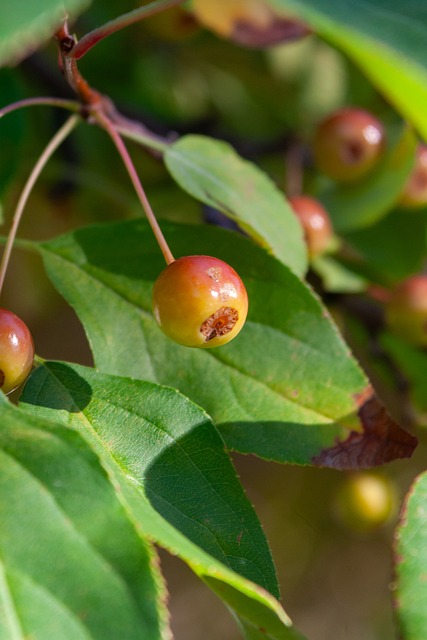 球员间的化 球员间的化